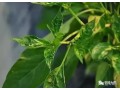 辣椒小葉病怎么防治？需注意辨明病因，對(duì)癥用藥
