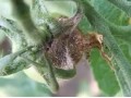 大棚茄子、番茄、黃瓜的高發(fā)病害，重者絕收，看看是什么病，怎么治？