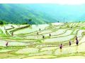 農(nóng)業(yè)農(nóng)村部：今年要振興大豆，擴大油料，適當(dāng)調(diào)減水稻