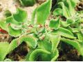 這種新型“水晶冰菜”，已成為餐桌新貴(附種植方法)