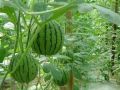 西瓜種植過程中，你是否了解蔓枯病、炭疽病和枯萎病？