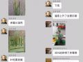 5月，讓小麥減產(chǎn)50%的病蟲都來了！抓緊防治！