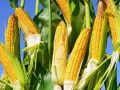 夏收在即，下一季作物種啥好呢？
