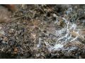 果樹根部病害連認都認不全？真的該上點心了 ！