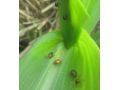 省植保站發(fā)布：褐足角胸葉甲進(jìn)入危害始盛期 抓緊防治！