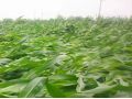 持續(xù)降雨，你家的玉米倒了嗎？倒伏之后扶不扶？