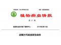 拯救玉米：除了遷徙來的妖蛾子，三代粘蟲已大面積暴發(fā)。